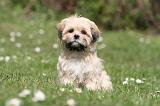 LHASSA APSO 303
